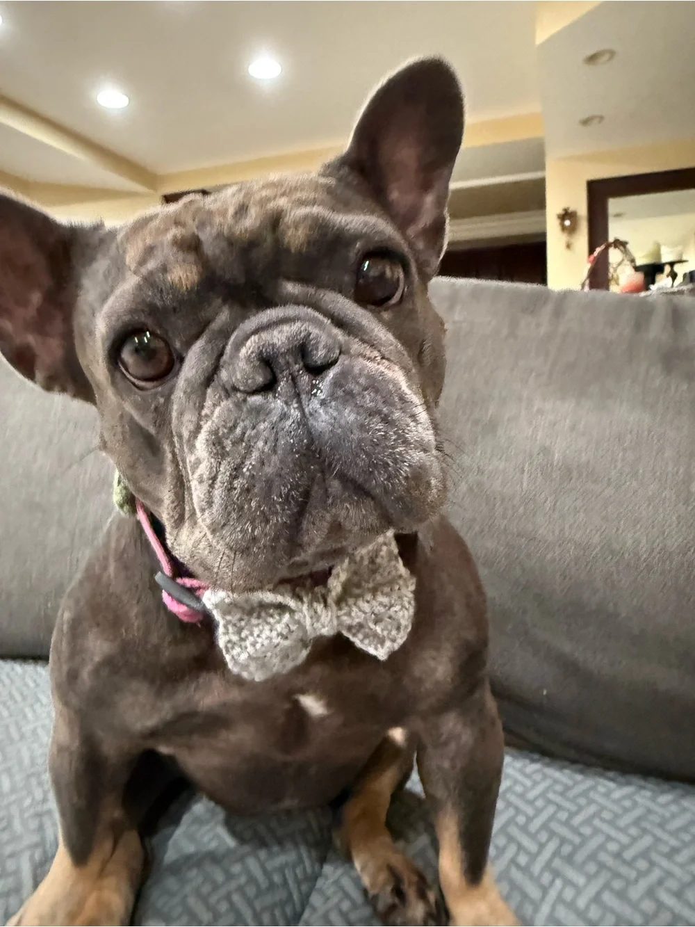 Brand New Hand Crochet Dog/Cat Bow Tie Embellishment For Collar; M size/ gray